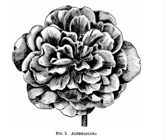 B. ‘Althaeflora’
